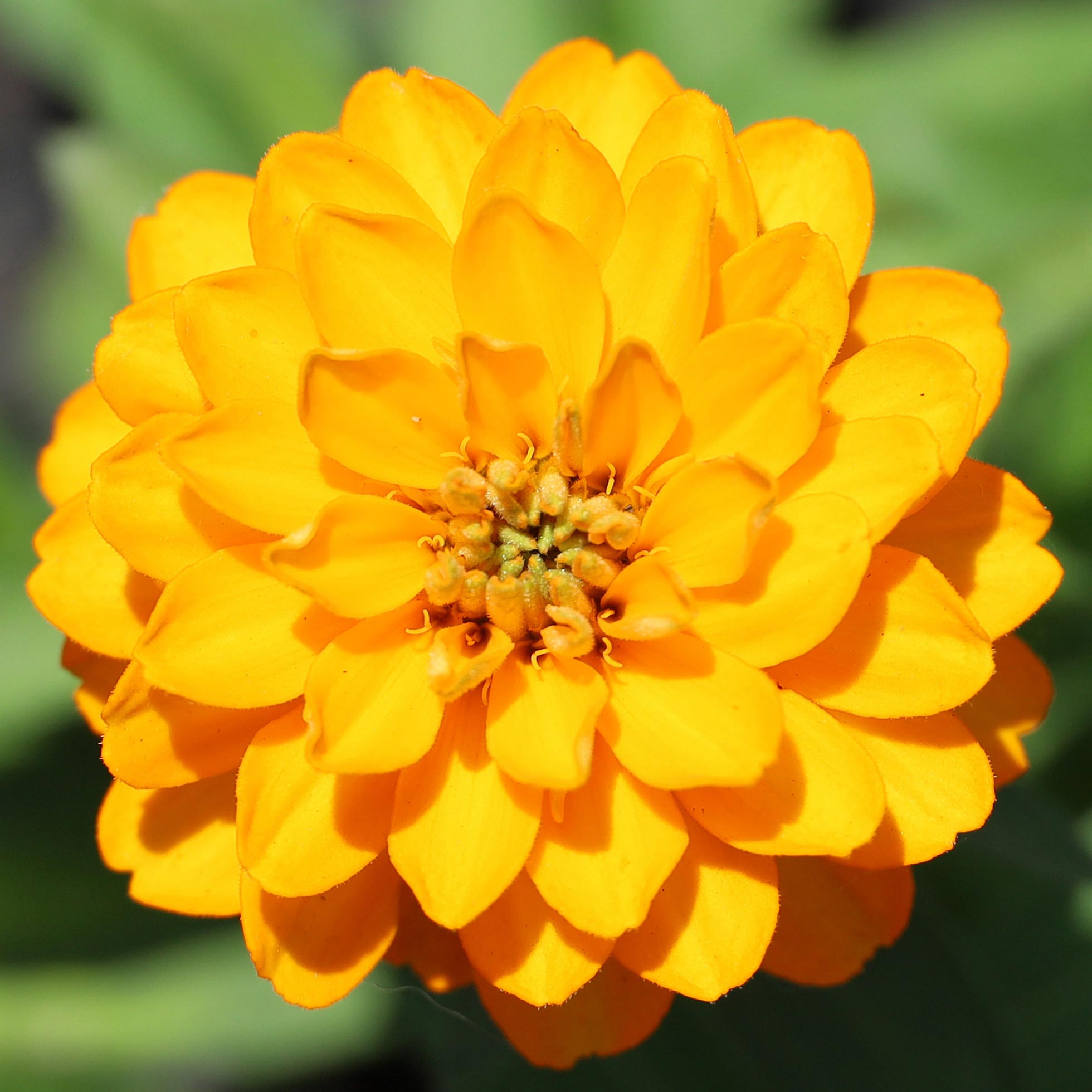 Macro shot of an orange flower