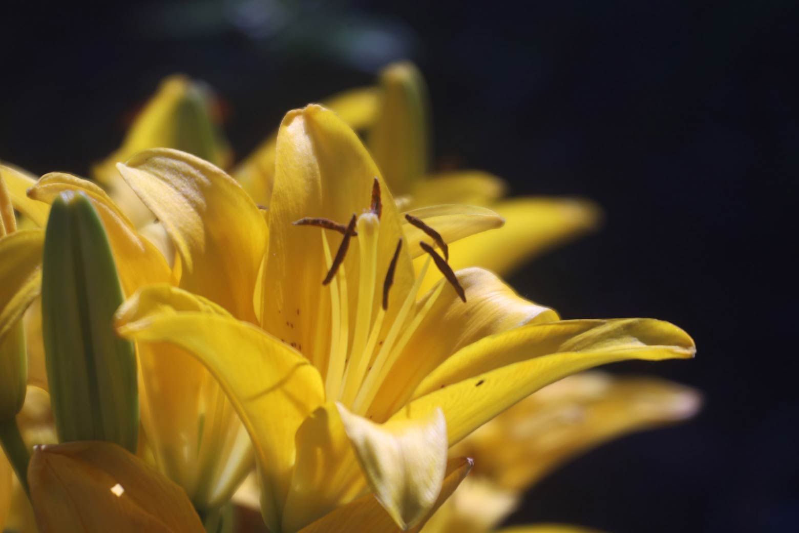 Stylized macro image of a yellow lily