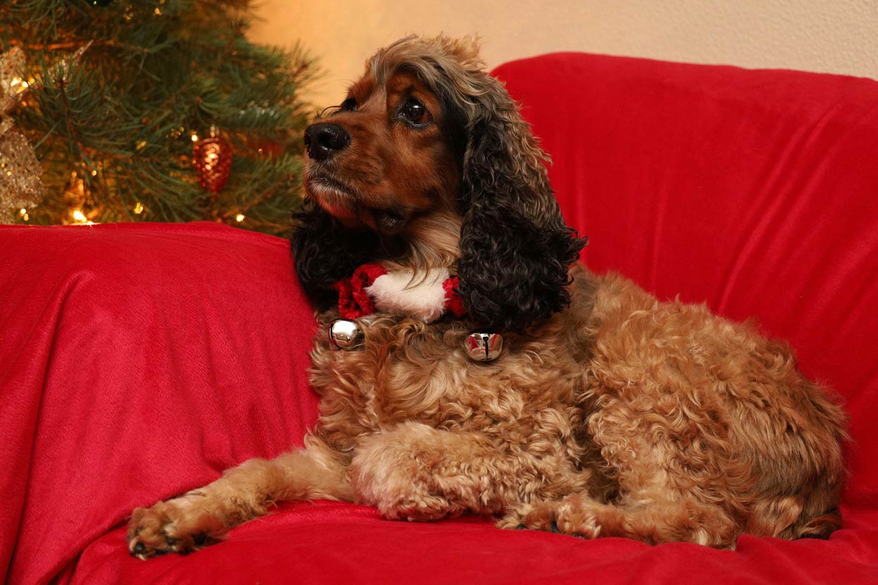 Closeup of our pet cocker-spaniel Jasper on a red blanket by a lit Christmas tree